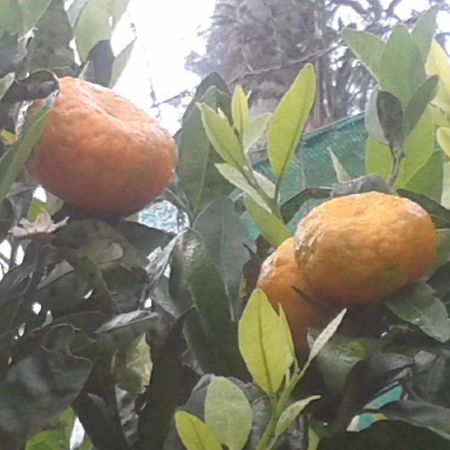 Hotel Happy Nest Yercaud Exterior foto