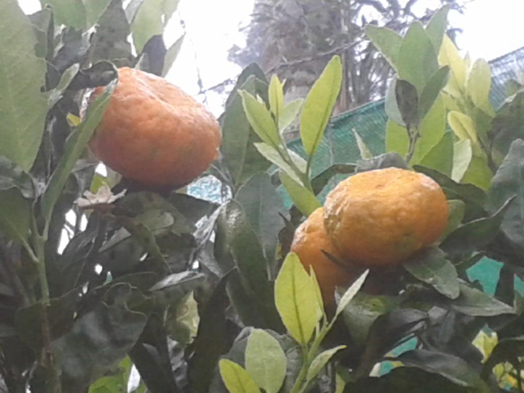 Hotel Happy Nest Yercaud Exterior foto